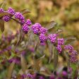 Callicarpa dichotoma  Early Amethyst  (Early Amethyst Beautyberry) Online now