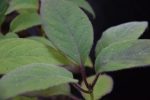 Hydrangea sp.  TDA 599 (Species Hydrangea) Online Sale