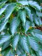 Acer davidii (Snakebark Maple) Cheap