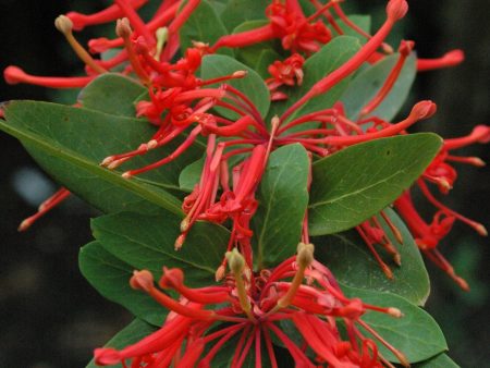 Embothrium coccinium (Chilean Firebush) Hot on Sale