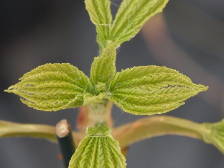 Aesculus hippocastanum  Digitata   (Horsechestnut) Cheap