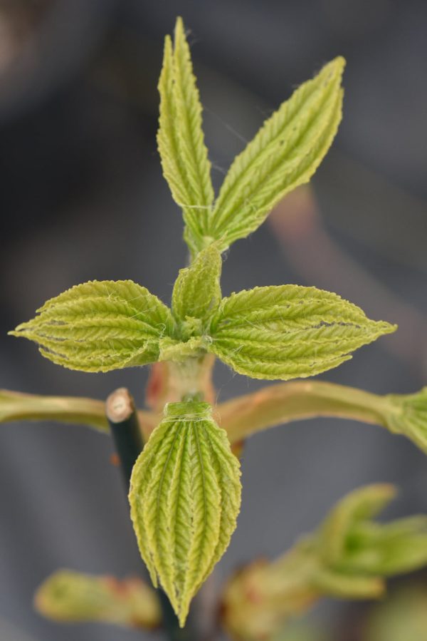 Aesculus hippocastanum  Digitata   (Horsechestnut) Cheap