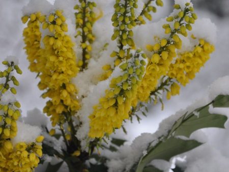 Mahonia x media  Winter Sun  (Hybrid Oregon Grape) Cheap