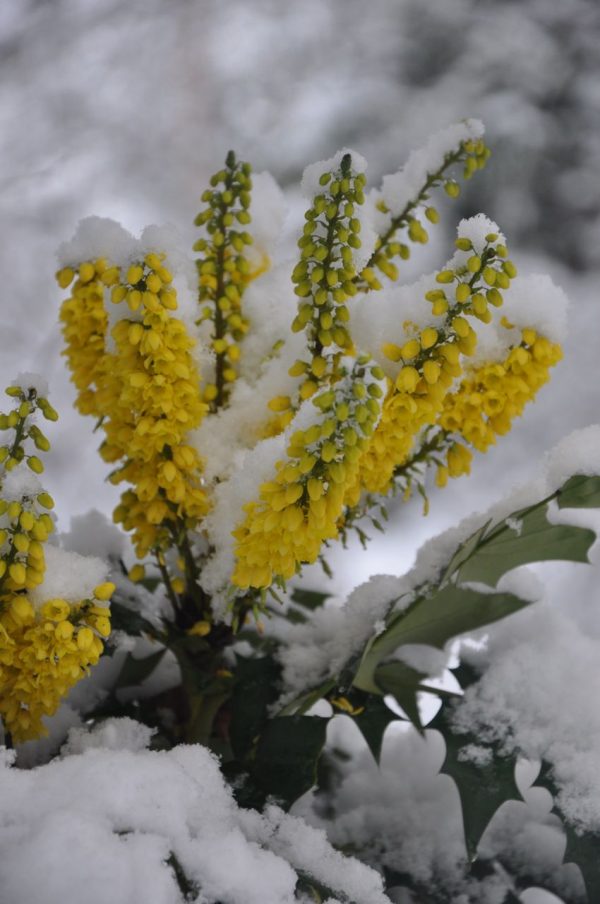 Mahonia x media  Winter Sun  (Hybrid Oregon Grape) Cheap