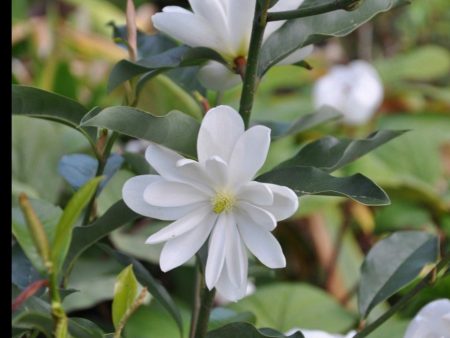 Magnolia laevifolia  Inspiration  (Inspiration Magnolia) Online now