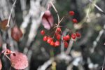 Viburnum sp. ZHN15-003 (Species viburnum) Hot on Sale