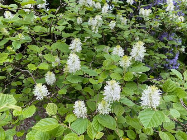 Fothergilla major (Fothergilla) Online now