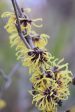 Hamamelis x intermedia  Primavera  (Witch Hazel) For Sale