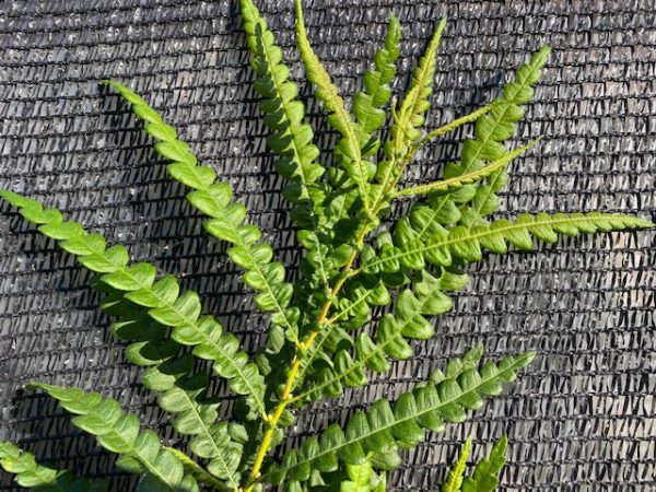 Comptonia peregrina (Sweet Fern) Hot on Sale