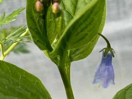 Mertensia platyphylla (Western Bluebells, Broadleaf Bluebells) Hot on Sale