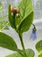 Mertensia platyphylla (Western Bluebells, Broadleaf Bluebells) Hot on Sale