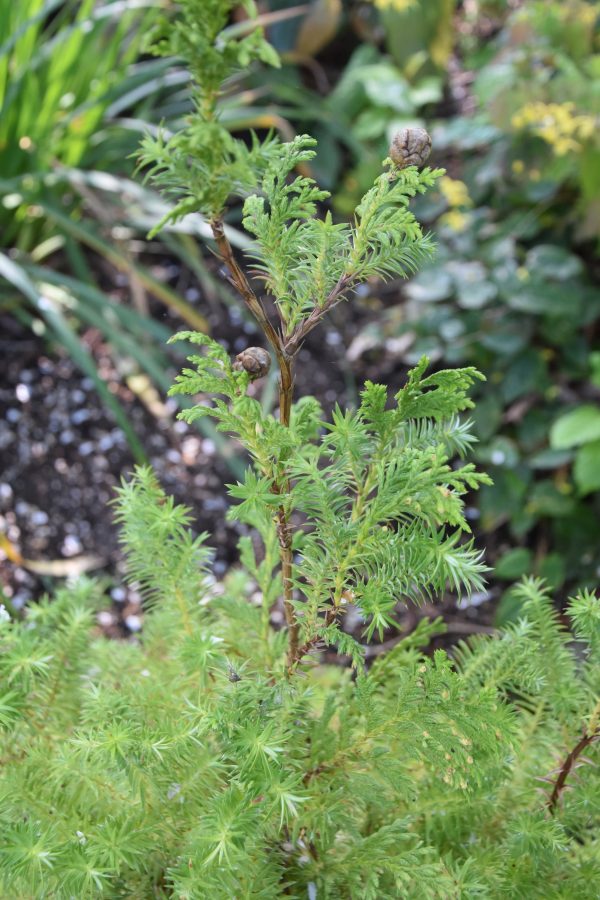 Xanthocyparis vietnamensis (Vietnamese Cypress) syn. Cupressus vietnamensis Online Hot Sale