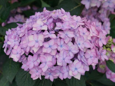 Hydrangea serrata  Let s Dance Cancan   (Mountain Hydrangea) Sale