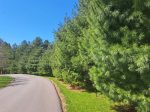 Eastern White Pine Online Sale