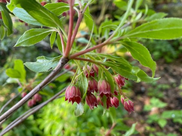 Enkianthus campanulatus  Showy Lantern  (Showy Lantern Enkianthus) For Cheap