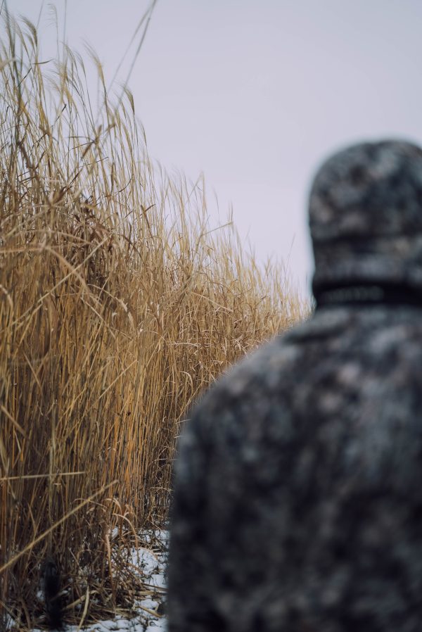 Real World Giant Miscanthus Fashion