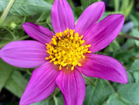 Dahlia merckii  (Species Dahlia) Discount