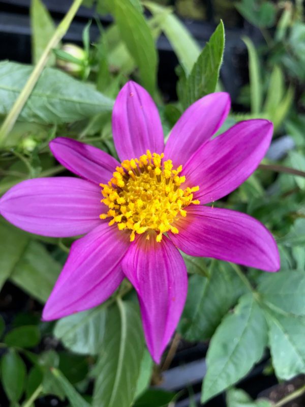 Dahlia merckii  (Species Dahlia) Discount