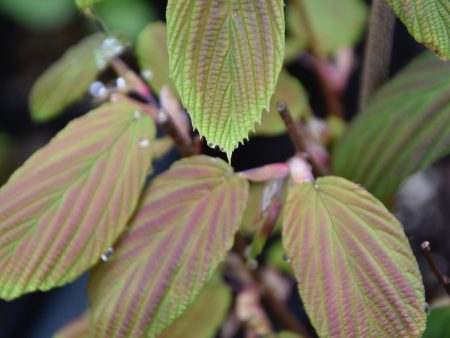 Corylopsis willmotia  Spring Purple  (Chinese Winter Hazel) syn. Corylopsis sinensis Sale