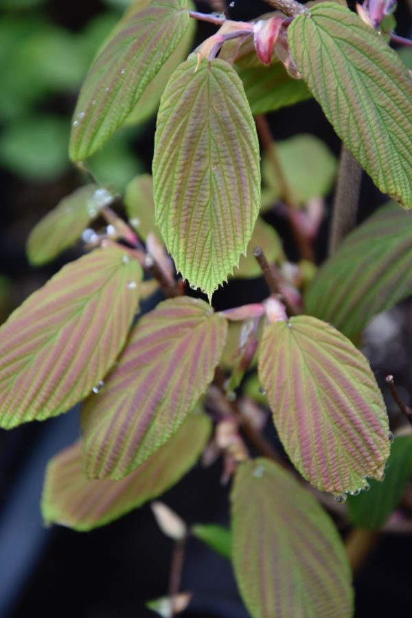 Corylopsis willmotia  Spring Purple  (Chinese Winter Hazel) syn. Corylopsis sinensis Sale