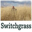 Real World Switchgrass Online Sale