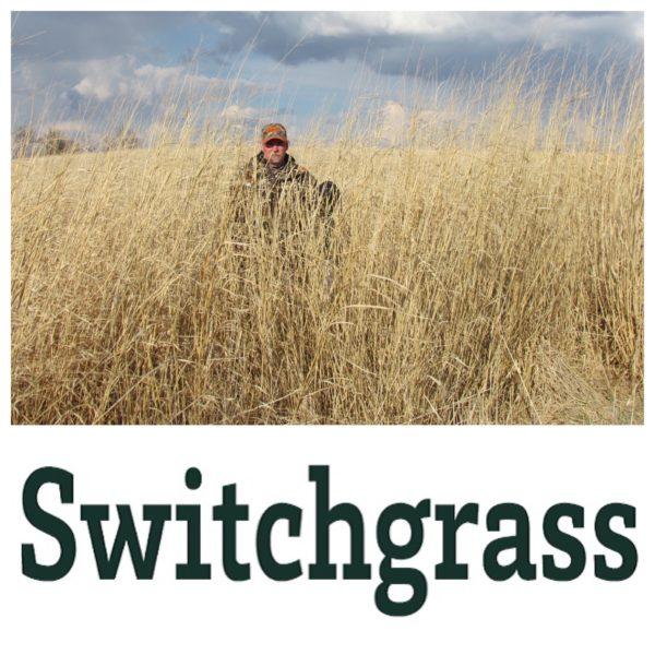 Real World Switchgrass Online Sale