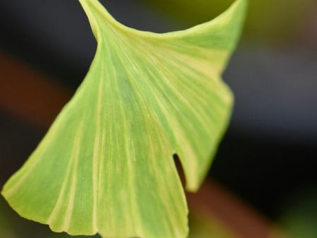 Ginkgo biloba  Sunstream   (Variegated Maidenhair Tree) For Sale