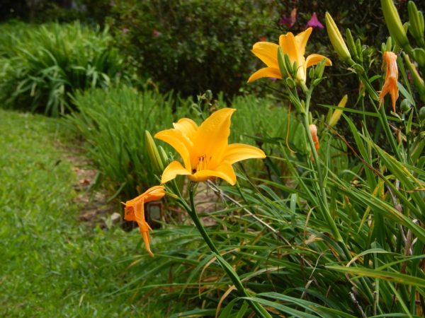 Stella D Oro Daylily Plant Online now