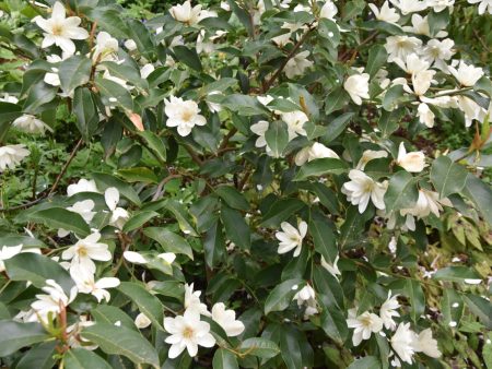 Magnolia laevifolia (Evergreen Magnolia) syn. Michelia yunnanensis Sale