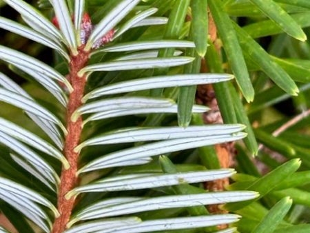 Abies forrestii (Forrest s Fir) on Sale