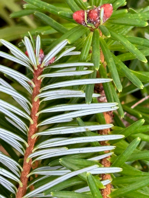 Abies forrestii (Forrest s Fir) on Sale