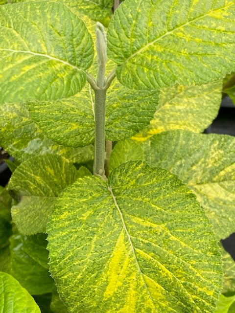 Viburnum lanata  Variegata  (Variegated Viburnum) Online Hot Sale