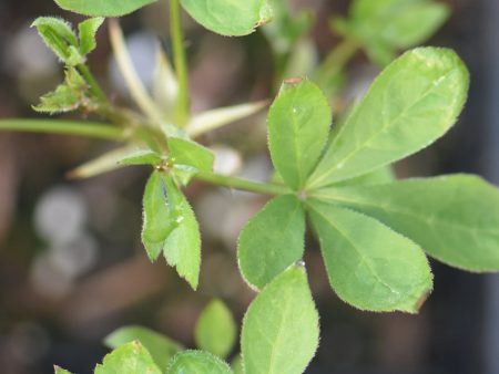 Eleutherococcus senticocus (Siberian Ginseng) Fashion