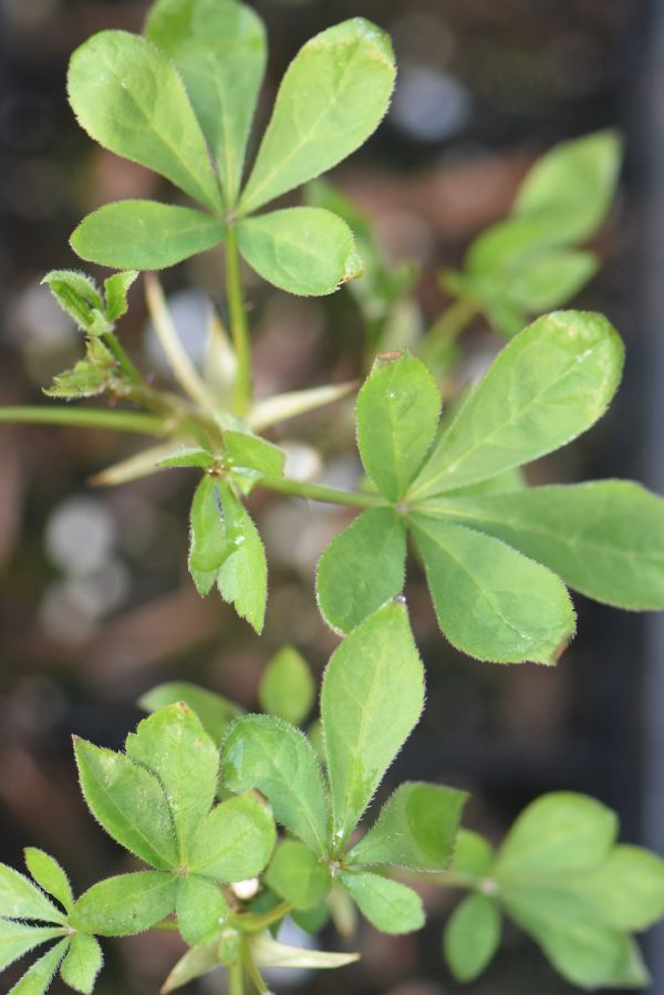 Eleutherococcus senticocus (Siberian Ginseng) Fashion