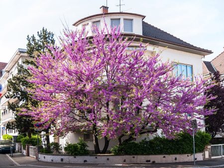 Eastern Red Bud Fashion