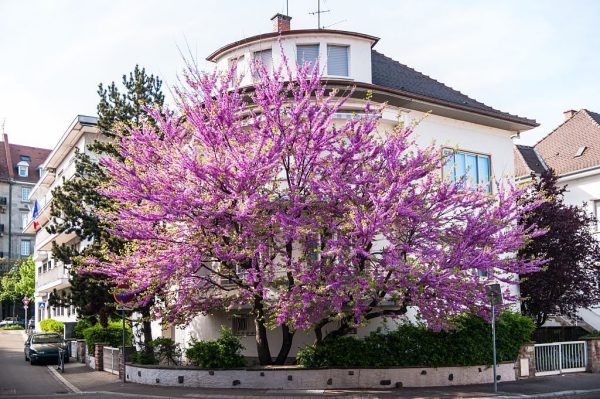 Eastern Red Bud Fashion