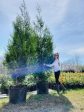 Thuja Green Giant Arborvitae- BEST SELLER- Discount available for orders of 12 or more on the 4-5 ft, 6 ft and 7-8 ft For Discount