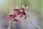 Hamamelis x intermedia  Diane  (Witch Hazel) Online now