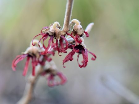 Hamamelis x intermedia  Diane  (Witch Hazel) Online now