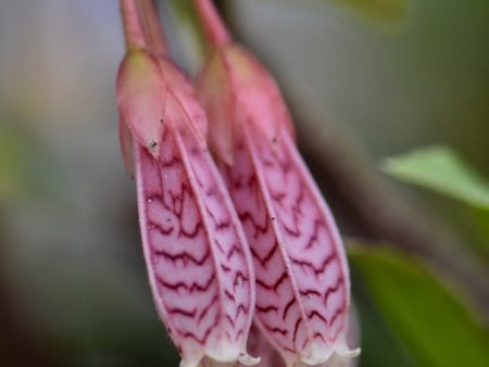 Agapetes  Ludgvan Cross   (Ludgvan Cross Agapetes) Supply