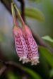 Agapetes  Ludgvan Cross   (Ludgvan Cross Agapetes) Supply