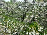 Styrax japonicus  (Snowbell) Cheap