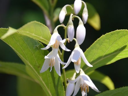 Styrax odoratissimus CGG14116 (Snowbell) Discount