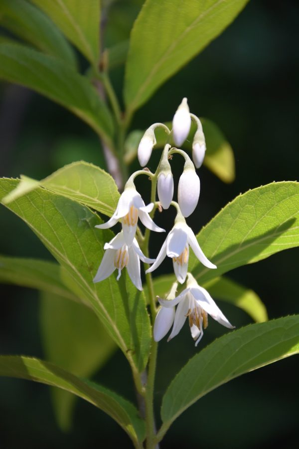 Styrax odoratissimus CGG14116 (Snowbell) Discount