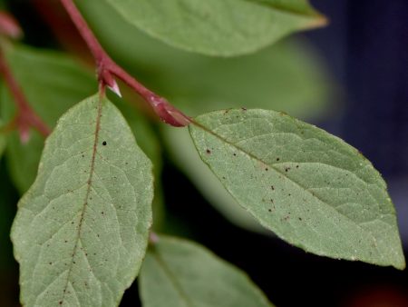 Stewartia pseudocamellia  Pewter Form  (Silver Leaf Stewartia) For Cheap