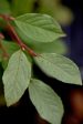 Stewartia pseudocamellia  Pewter Form  (Silver Leaf Stewartia) For Cheap