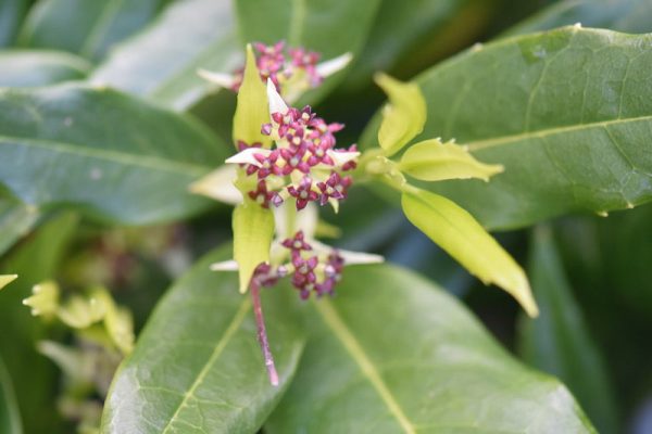 Aucuba japonica  Serratifolia  Female (Sawtoothed Japanese Aucuba) Discount