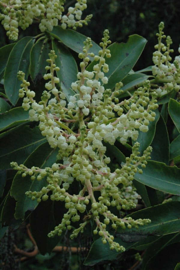 Arbutus menziesii (Pacific Madrone) Hot on Sale