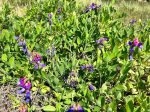 Lathyrus japonicus var. maritimus  (Beach Pea) For Cheap