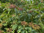 Viburnum cylindricum ZHNP (Tubeflower Viburnum) Online now